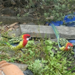 Platycercus eximius at Belconnen, ACT - 31 Mar 2022