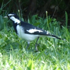 Grallina cyanoleuca (Magpie-lark) at Belconnen, ACT - 31 Mar 2022 by JohnGiacon