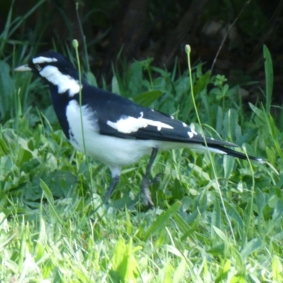 Grallina cyanoleuca (Magpie-lark) at Belconnen, ACT - 31 Mar 2022 by JohnGiacon