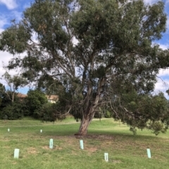 Eucalyptus rubida subsp. rubida (Candlebark) at Flea Bog Flat to Emu Creek Corridor - 30 Mar 2022 by JohnGiacon