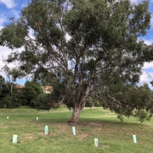 Eucalyptus rubida subsp. rubida at Flea Bog Flat to Emu Creek Corridor - 31 Mar 2022 10:32 AM