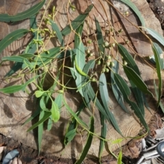 Eucalyptus rubida subsp. rubida at Flea Bog Flat to Emu Creek Corridor - 31 Mar 2022