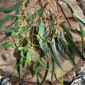 Eucalyptus rubida subsp. rubida at Flea Bog Flat to Emu Creek Corridor - 31 Mar 2022 10:32 AM