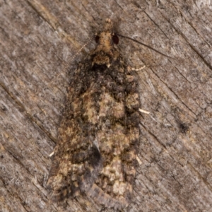 Thrincophora impletana at Melba, ACT - 7 Feb 2022 09:54 PM