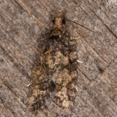 Thrincophora impletana (a Tortrix moth) at Melba, ACT - 7 Feb 2022 by kasiaaus