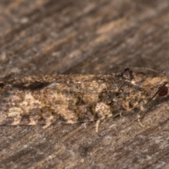 Thrincophora impletana at Melba, ACT - 7 Feb 2022