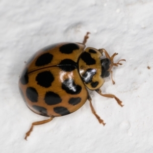 Harmonia conformis at Melba, ACT - 7 Feb 2022