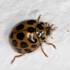 Harmonia conformis (Common Spotted Ladybird) at Melba, ACT - 7 Feb 2022 by kasiaaus