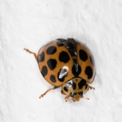 Harmonia conformis at Melba, ACT - 7 Feb 2022