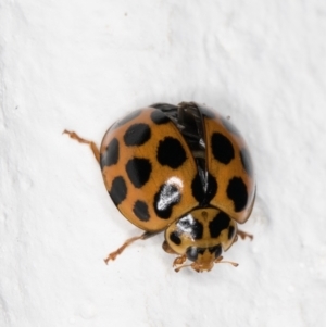 Harmonia conformis at Melba, ACT - 7 Feb 2022