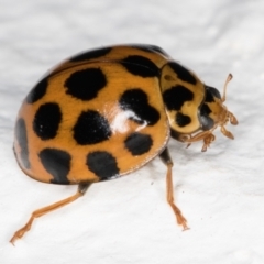 Harmonia conformis at Melba, ACT - 7 Feb 2022