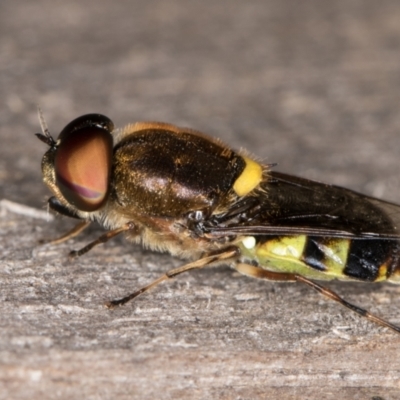 Odontomyia hunteri (Soldier fly) at Melba, ACT - 7 Feb 2022 by kasiaaus