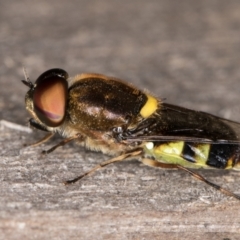Odontomyia hunteri (Soldier fly) at Melba, ACT - 7 Feb 2022 by kasiaaus
