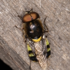 Odontomyia hunteri at Melba, ACT - 7 Feb 2022 11:11 PM