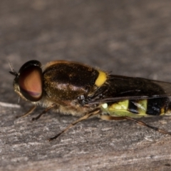 Odontomyia hunteri at Melba, ACT - 7 Feb 2022 11:11 PM