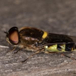 Odontomyia hunteri at Melba, ACT - 7 Feb 2022