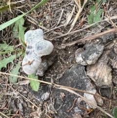 Sanguinoderma rude at Murrumbateman, NSW - 2 Apr 2022