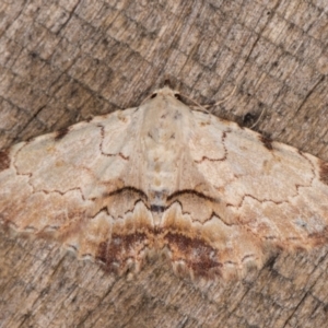 Sandava xylistis at Melba, ACT - 8 Feb 2022 11:10 PM