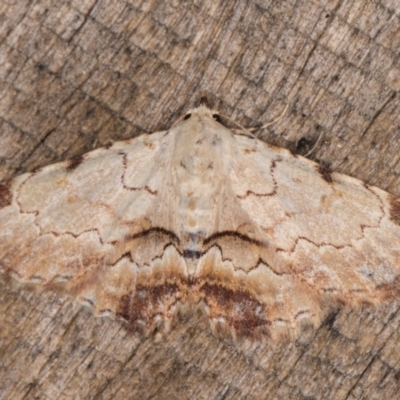 Sandava xylistis (Rusty Snout) at Melba, ACT - 8 Feb 2022 by kasiaaus