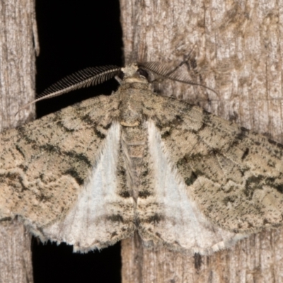 Lipogya eutheta (Grey Bark Moth) at Melba, ACT - 8 Feb 2022 by kasiaaus