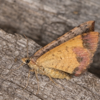 Chrysolarentia mecynata (Mecynata Carpet Moth) at Melba, ACT - 8 Feb 2022 by kasiaaus