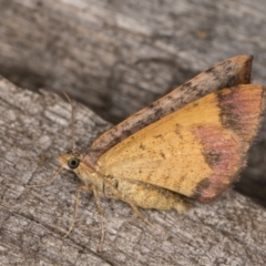 Chrysolarentia mecynata (Mecynata Carpet Moth) at Melba, ACT - 8 Feb 2022 by kasiaaus