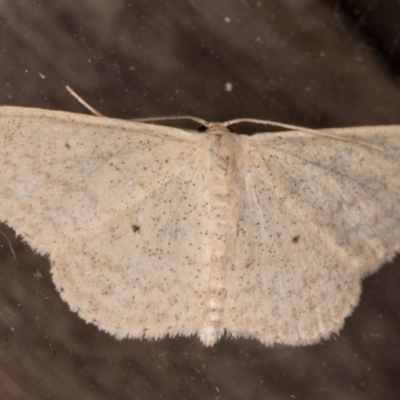 Scopula optivata (Varied Wave) at Melba, ACT - 8 Feb 2022 by kasiaaus