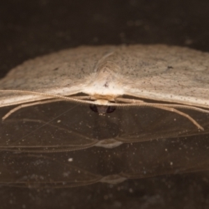 Scopula optivata at Melba, ACT - 8 Feb 2022