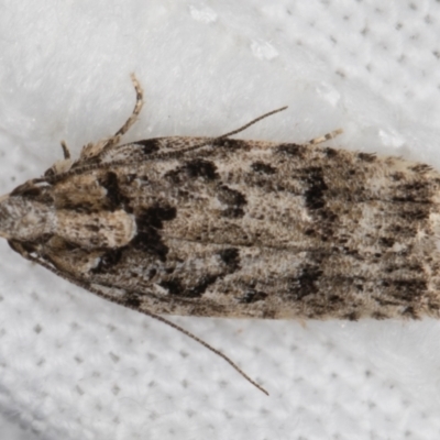 Ardozyga (genus) (Twirler moth, gelechiid moth) at Melba, ACT - 8 Feb 2022 by kasiaaus