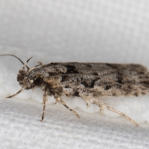 Ardozyga (genus) at Melba, ACT - 8 Feb 2022 11:21 PM