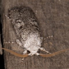Cryptophasa irrorata (A Gelechioid moth (Xyloryctidae)) at Melba, ACT - 8 Feb 2022 by kasiaaus