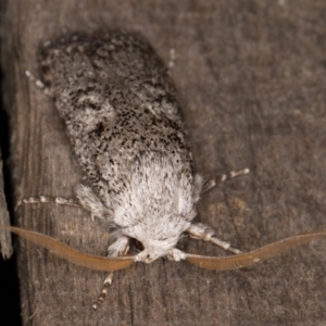 Cryptophasa irrorata at Melba, ACT - 8 Feb 2022