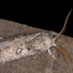 Cryptophasa irrorata at Melba, ACT - 8 Feb 2022