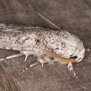 Cryptophasa irrorata at Melba, ACT - 8 Feb 2022