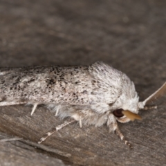 Cryptophasa irrorata at Melba, ACT - 8 Feb 2022