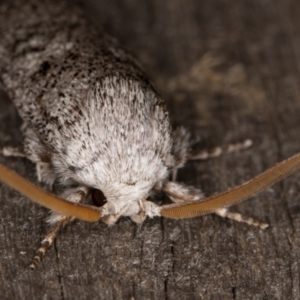 Cryptophasa irrorata at Melba, ACT - 8 Feb 2022