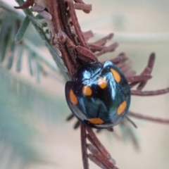 Orcus australasiae (Orange-spotted Ladybird) at Murrumbateman, NSW - 2 Apr 2022 by SimoneC