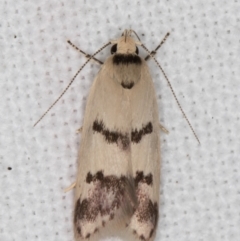 Compsotropha strophiella (A Concealer moth (Wingia group)) at Melba, ACT - 8 Feb 2022 by kasiaaus