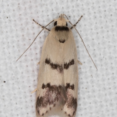 Compsotropha strophiella (A Concealer moth (Wingia group)) at Melba, ACT - 8 Feb 2022 by kasiaaus