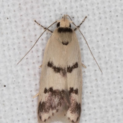 Compsotropha strophiella (A Concealer moth) at Melba, ACT - 8 Feb 2022 by kasiaaus