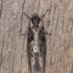 Oenochroa lactella (A Concealer moth) at Melba, ACT - 9 Feb 2022 by kasiaaus