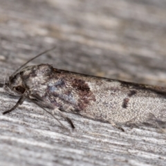 Oenochroa lactella at Melba, ACT - 9 Feb 2022 10:56 PM