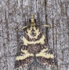 Scoparia spelaea (a Crambid moth) at Melba, ACT - 9 Feb 2022 by kasiaaus