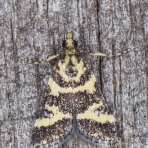 Scoparia spelaea at Melba, ACT - 9 Feb 2022