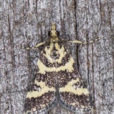 Scoparia spelaea (a Crambid moth) at Melba, ACT - 9 Feb 2022 by kasiaaus