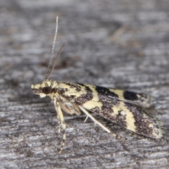 Scoparia spelaea at Melba, ACT - 9 Feb 2022 10:58 PM