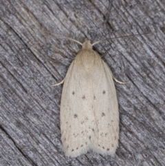 Chezala privatella (A Concealer moth) at Melba, ACT - 9 Feb 2022 by kasiaaus