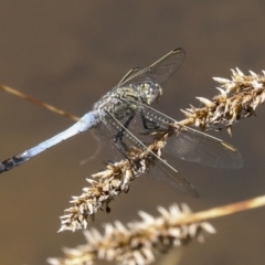 Orthetrum caledonicum (Blue Skimmer) at Ginninderry Conservation Corridor - 16 Feb 2022 by AlisonMilton