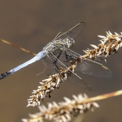 Orthetrum caledonicum (Blue Skimmer) at Ginninderry Conservation Corridor - 16 Feb 2022 by AlisonMilton