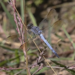 Orthetrum caledonicum at Coree, ACT - 16 Feb 2022 12:21 PM